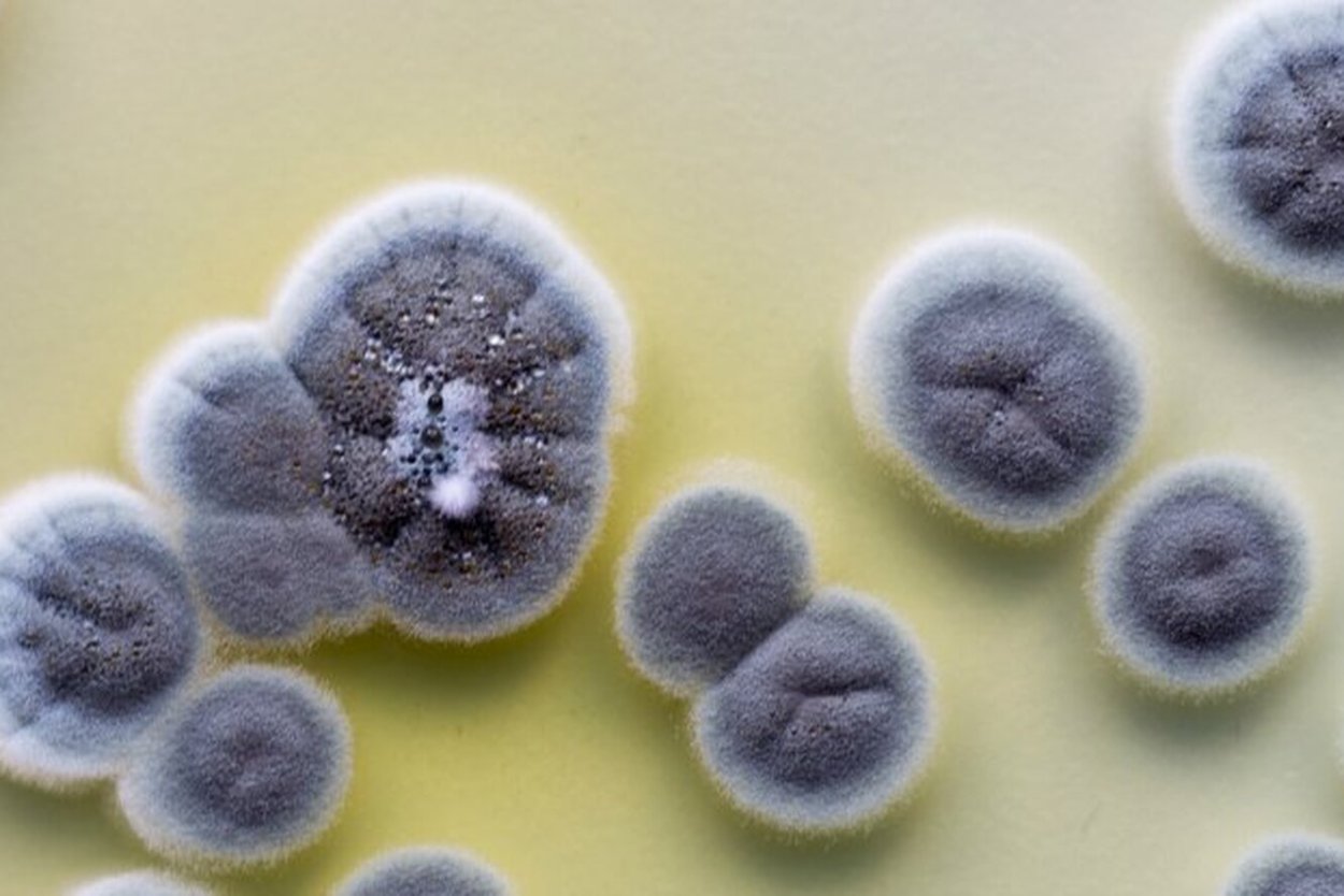Penicillium citreoviridae