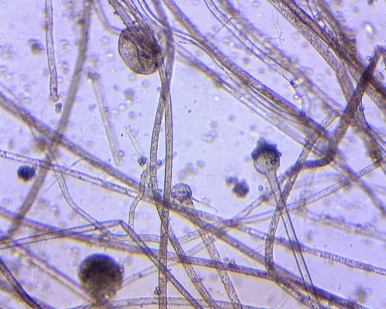 Ризопус нигриканс