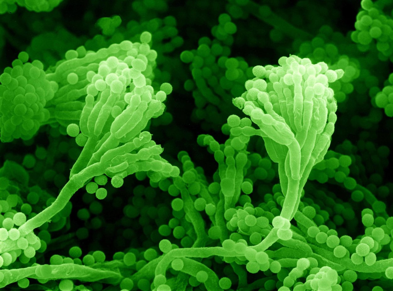 Пенициллиум хризогенум