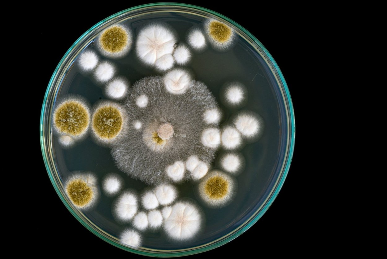 Плесневые грибы в чашке Петри