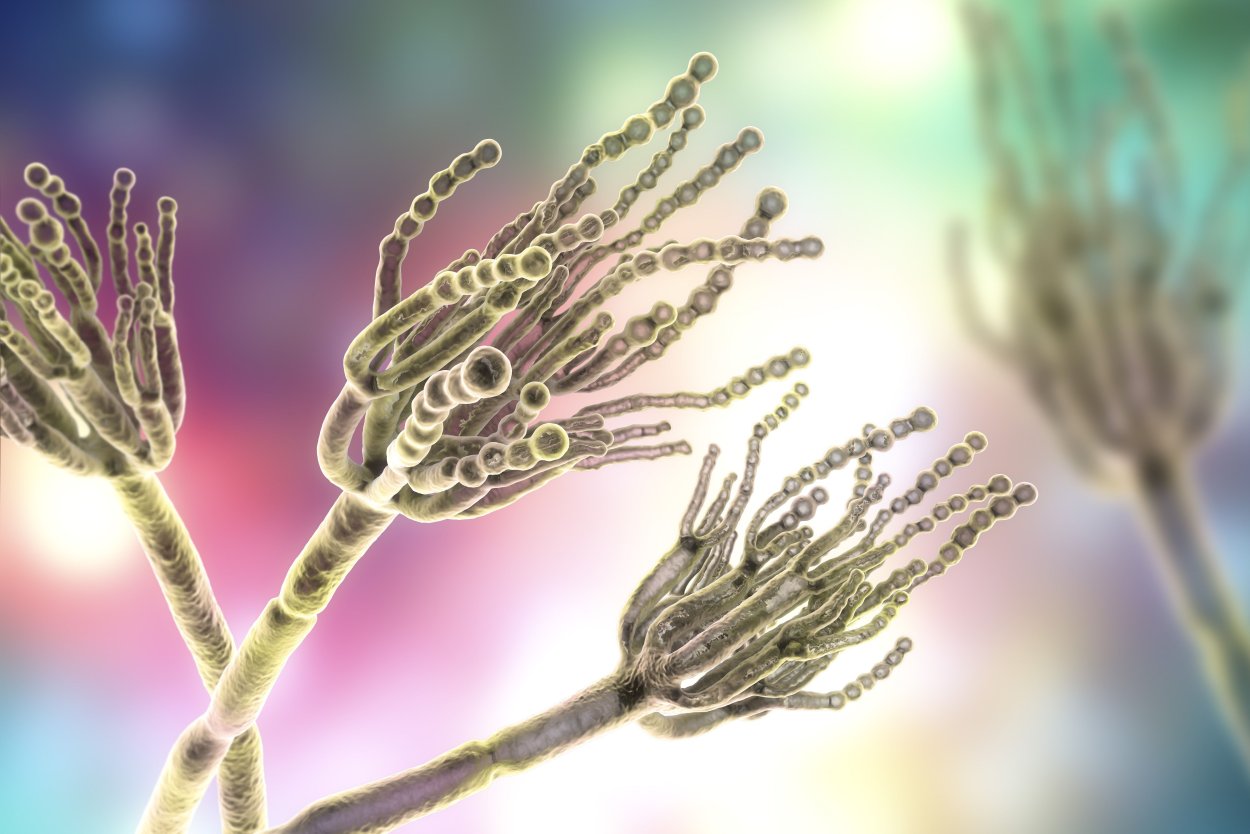 Плесень пеницилл микроскоп