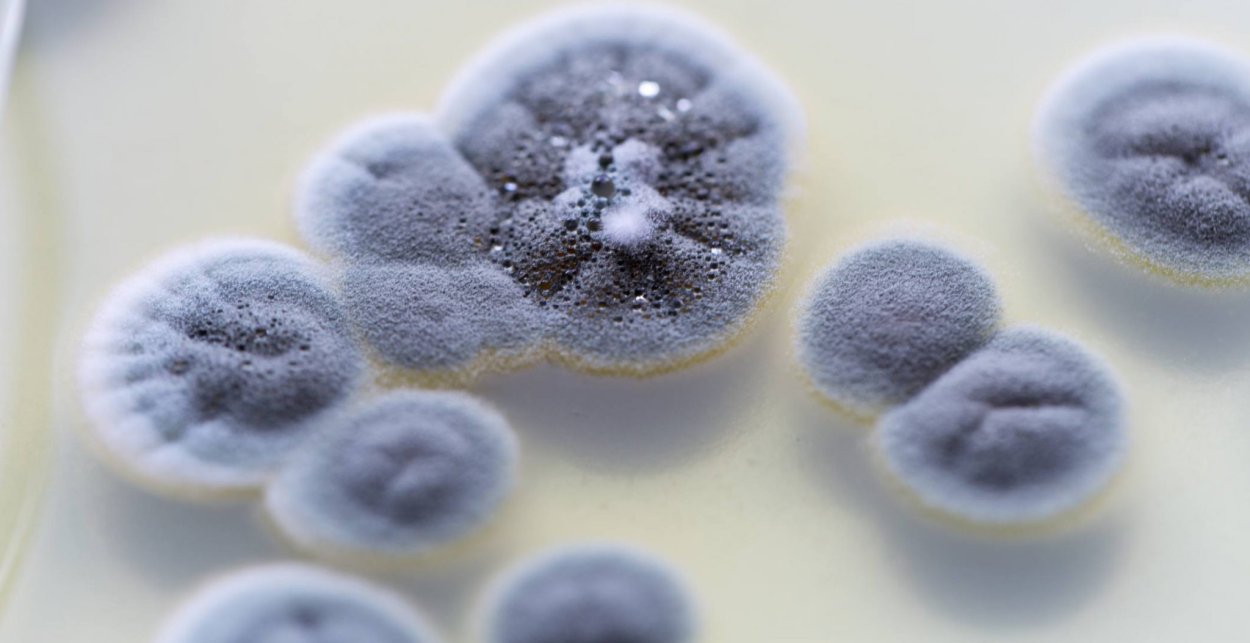 Пенициллин Эстетика