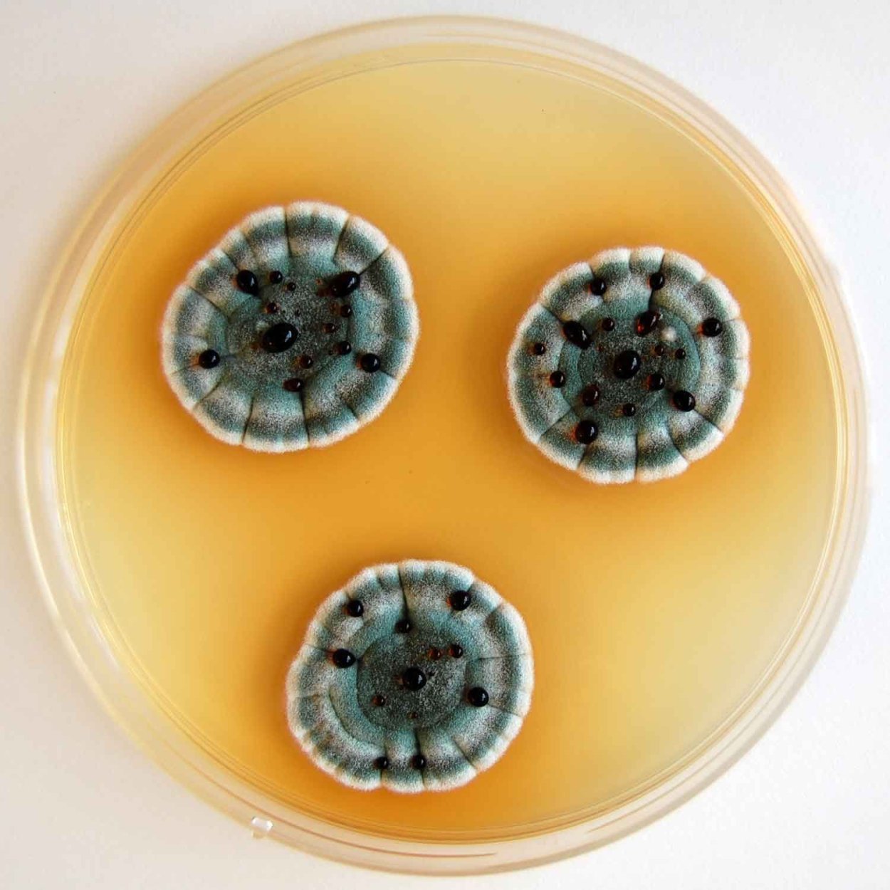 Aspergillus и Penicillium