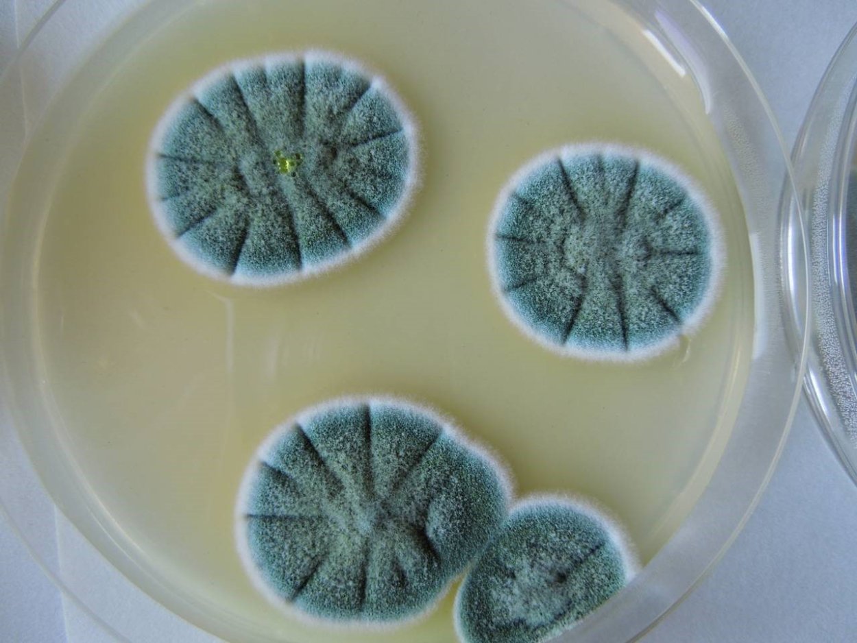 Penicillium notatum пенициллин