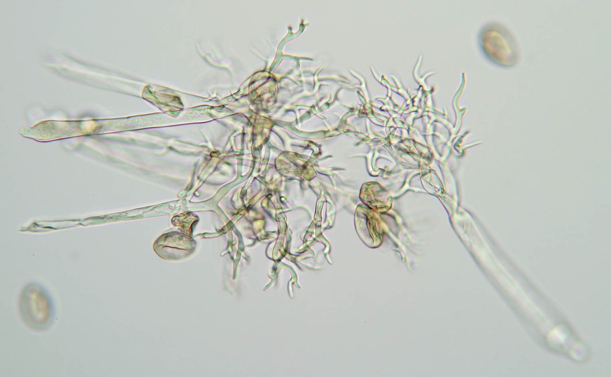 Конидии peronospora