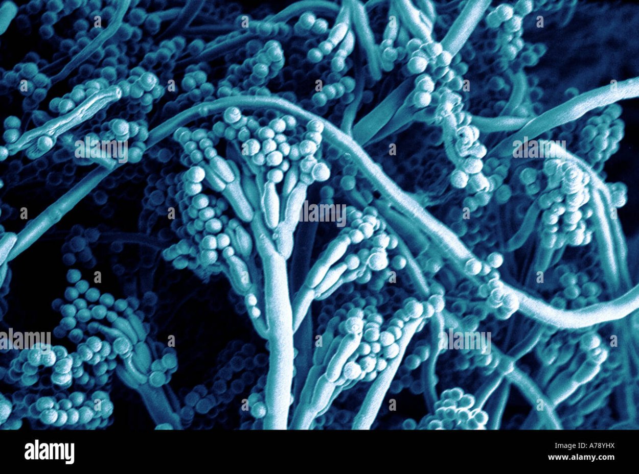Дейтеромицеты пеницилл