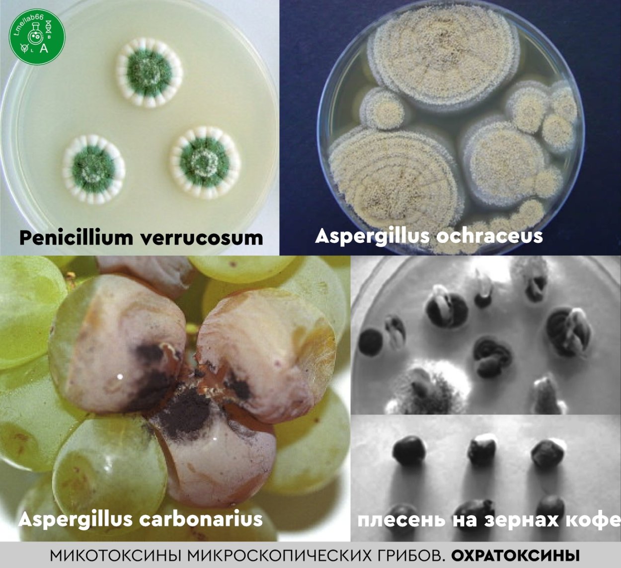 Микотоксины плесени