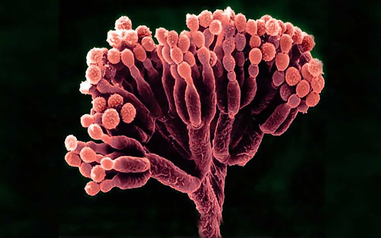 Penicillium spinulosum