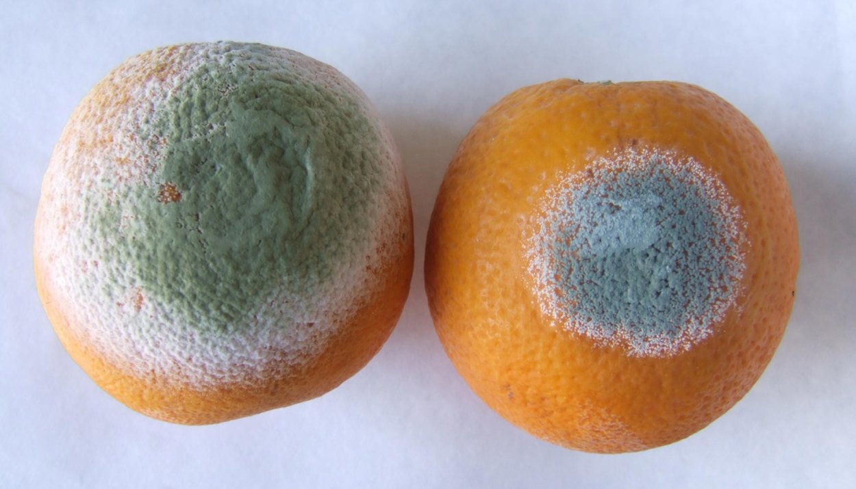 Плесень Penicillium roqueforti