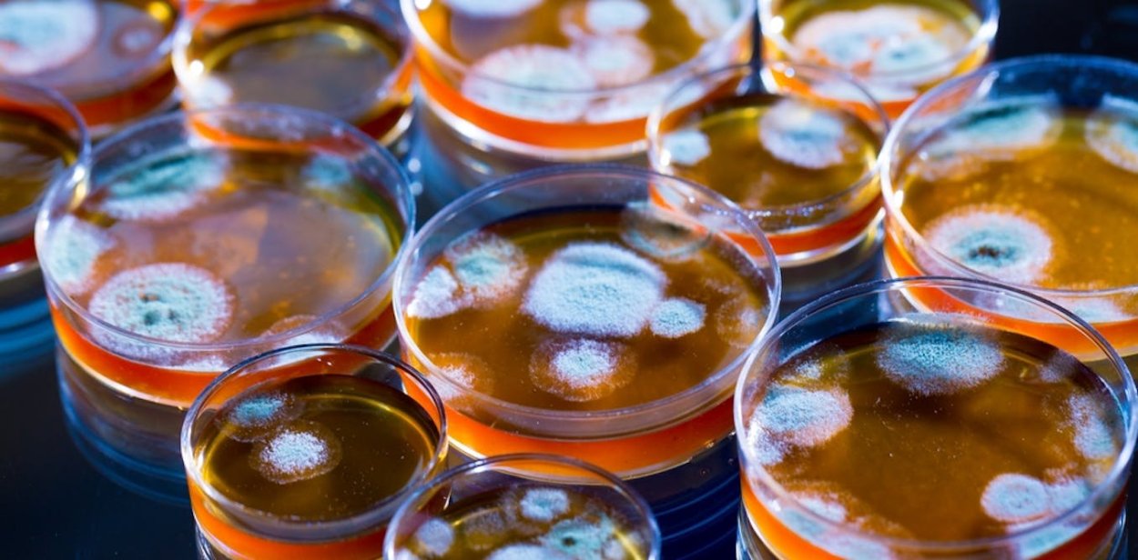 Зеленая плесень пеницилл