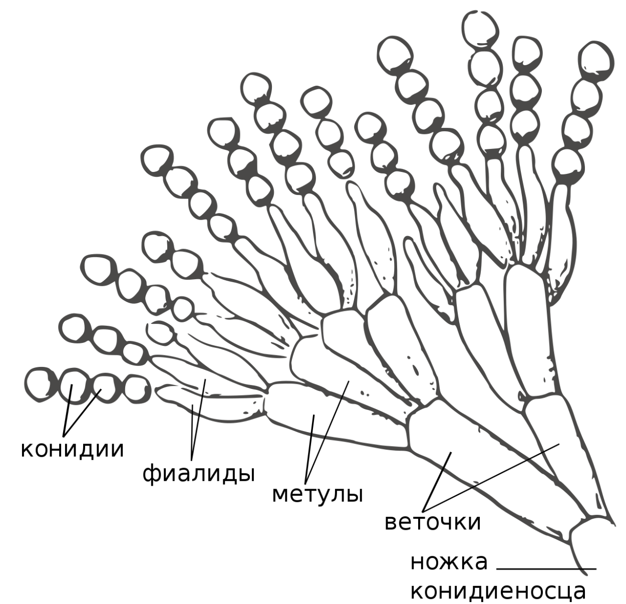 Конидиеносец пеницилла