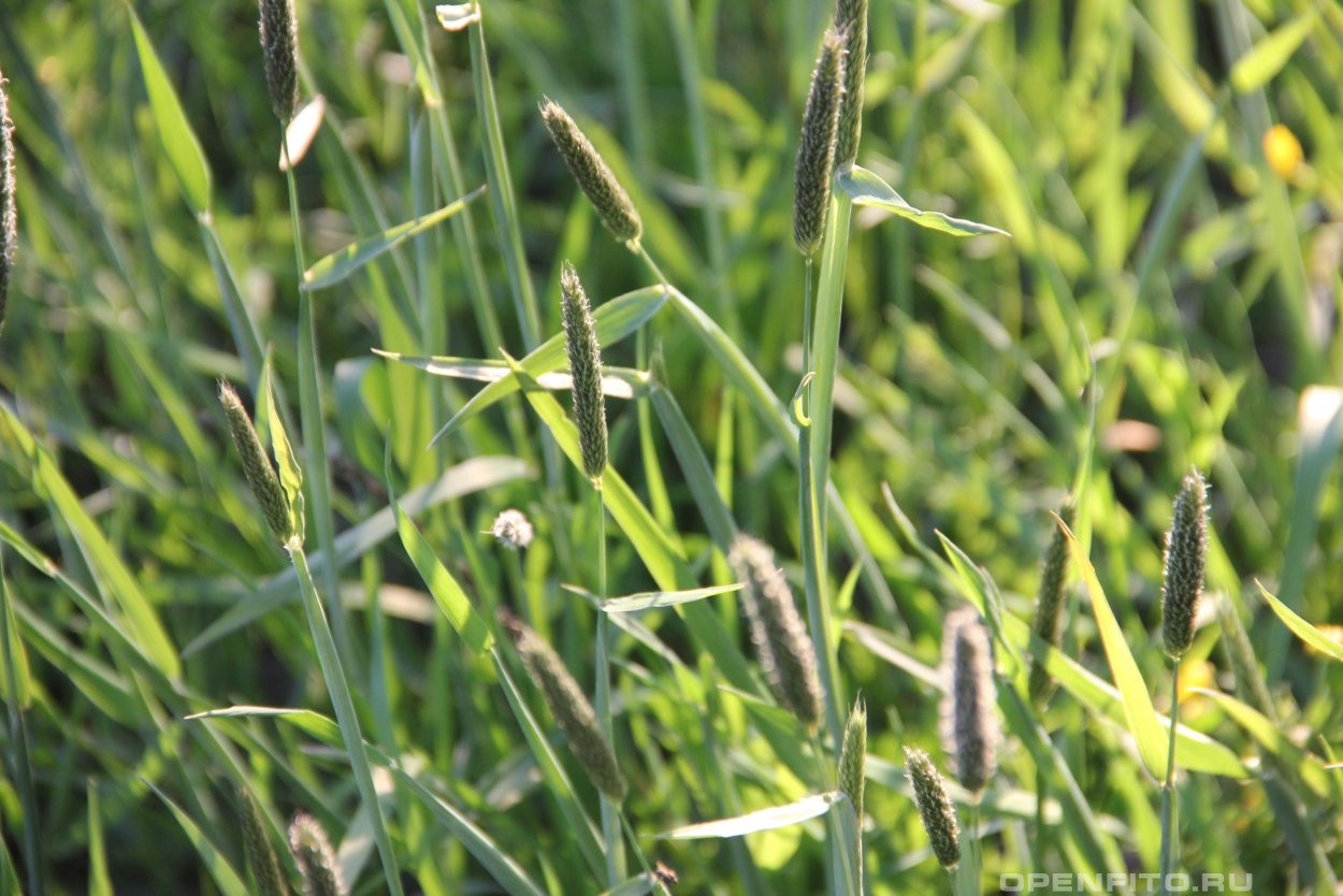 Лисохвост Луговой (Alopecurus pratensis ‘Aureovariegatus’)