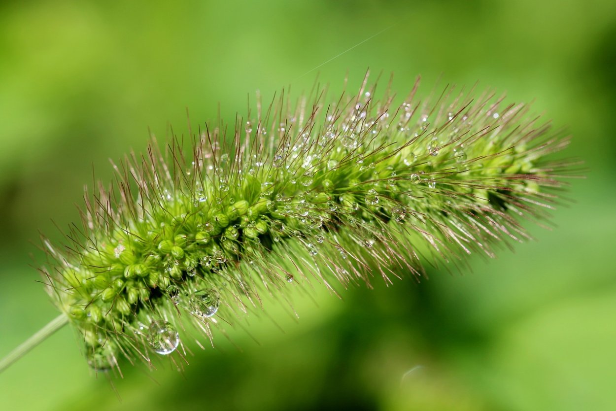 Лисохвост полевой