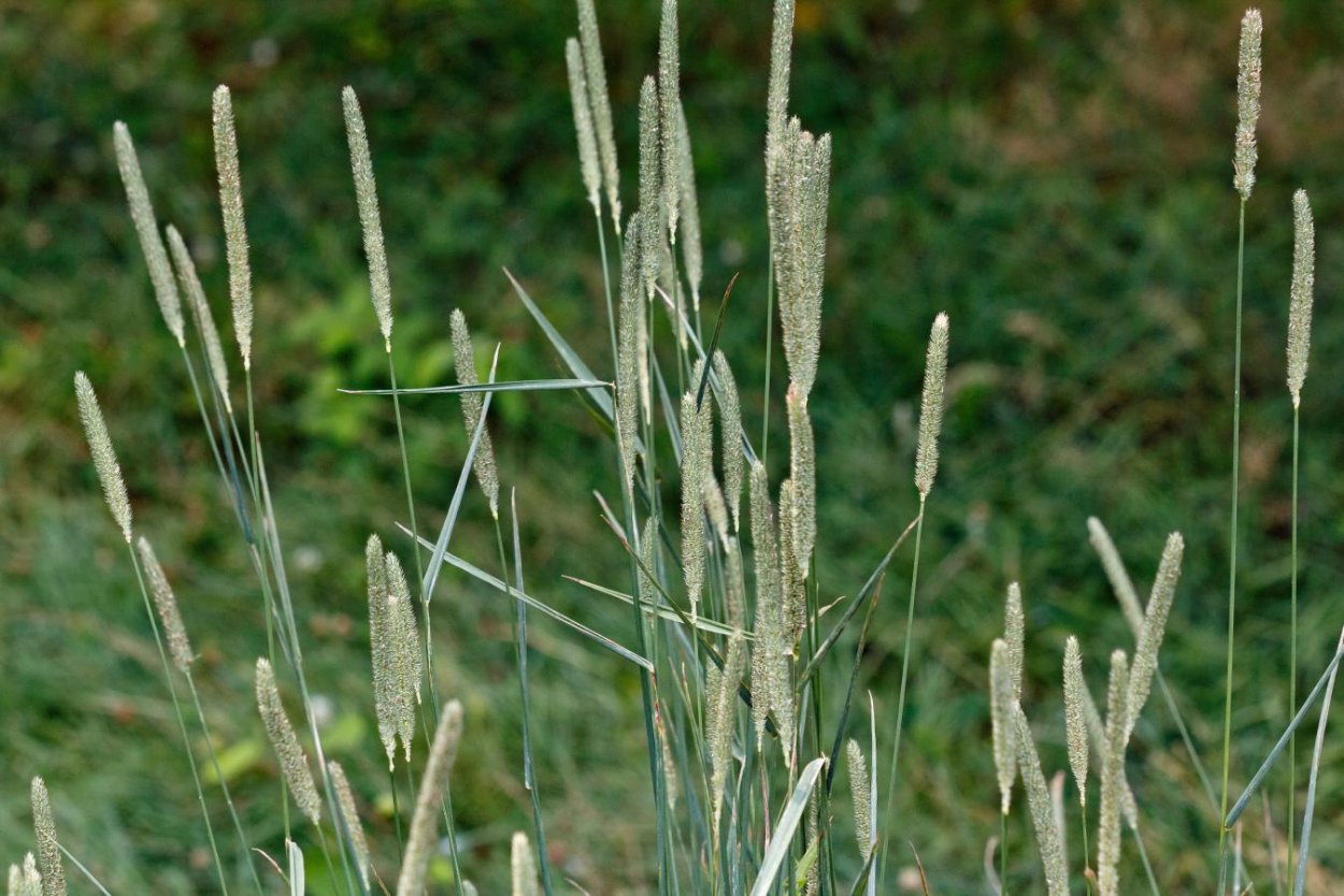 Тимофеевка сорняк