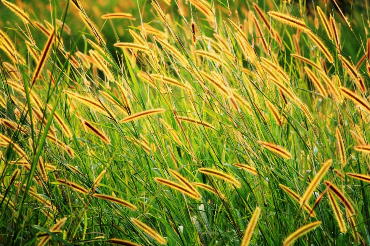 Лисохвост Луговой семена