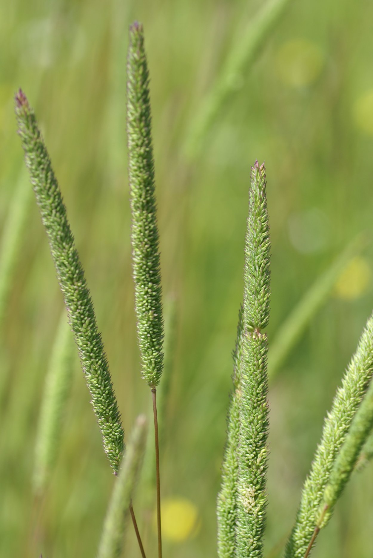 Тимофеевка Степная (Phleum phleoides)