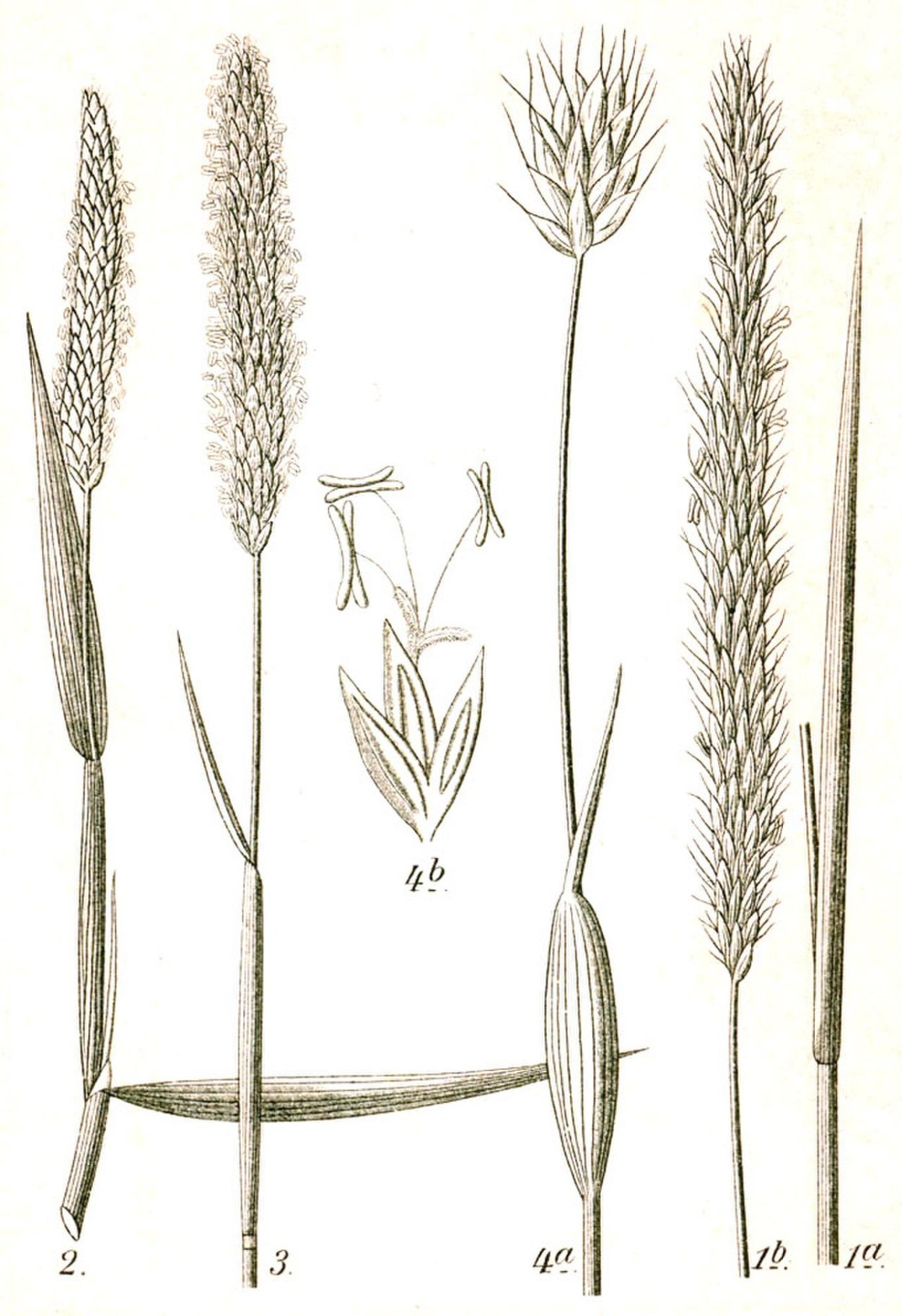 Растение Тимофеевка Луговая