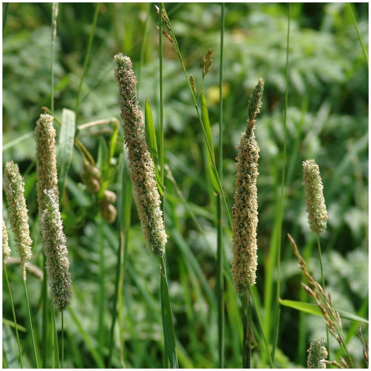 Лисохвост Луговой Aureovariegatus