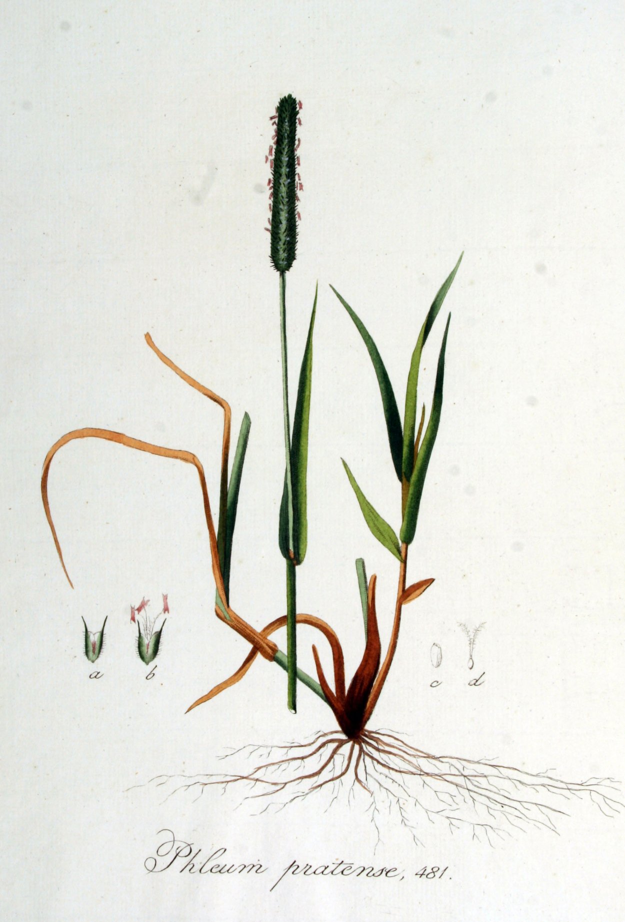 Тимофеевка Луговая