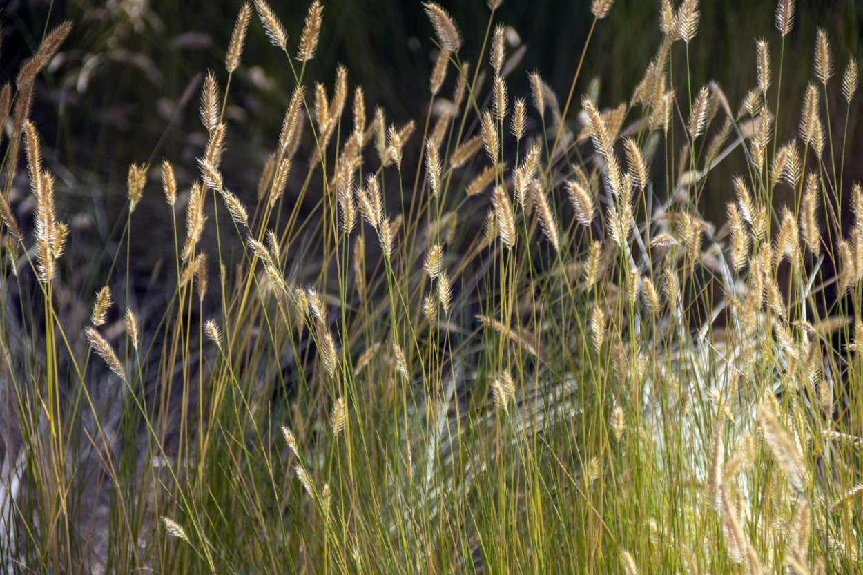 Лисохвост Луговой Aureovariegatus