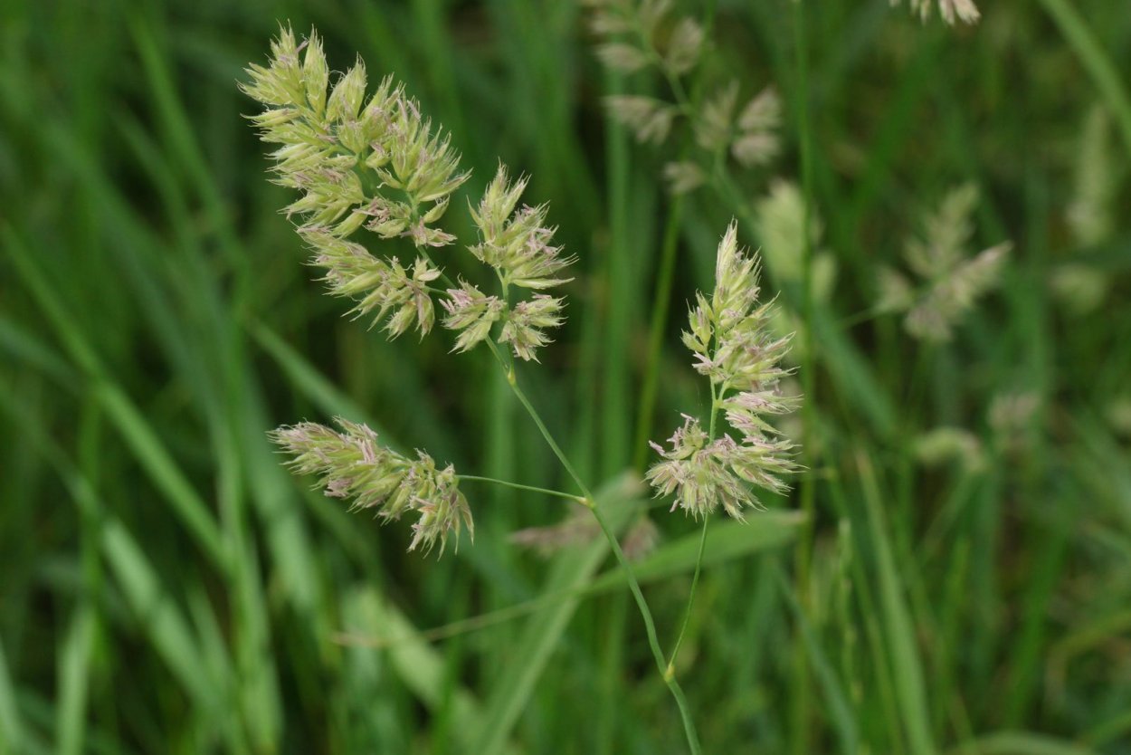 Ежа сборная Dactylis glomerata l.