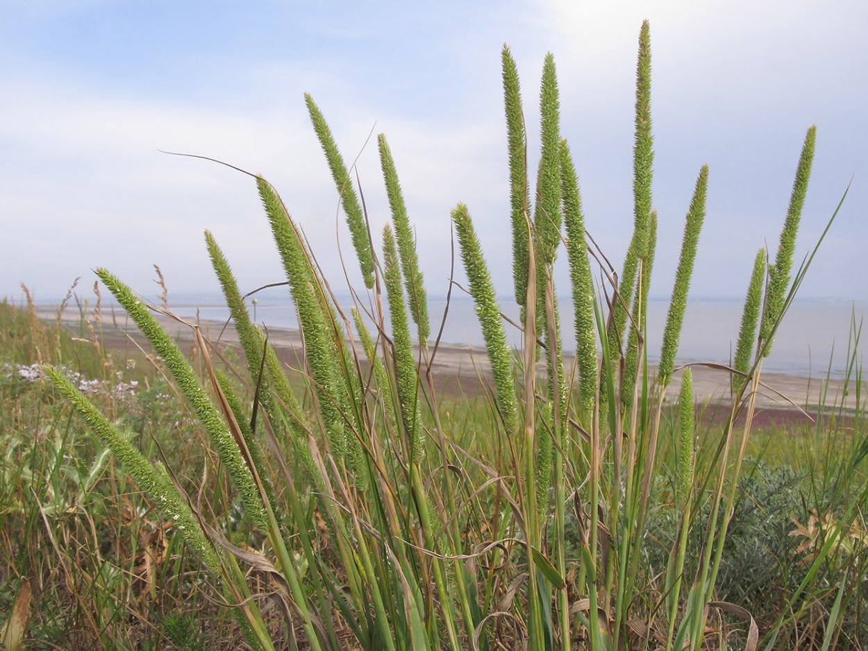 Тимофеевка Степная - Phleum phleoides (l.) Karst.