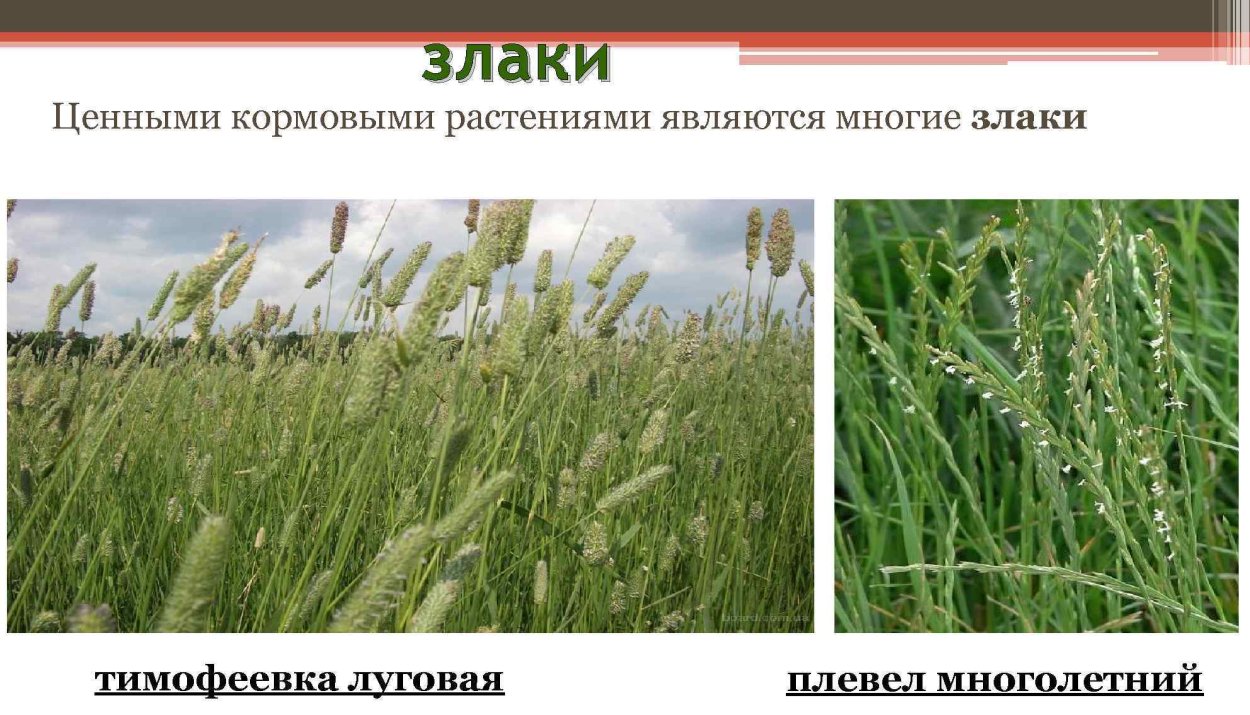 Тимофеевка Луговая (Phleum pratense)