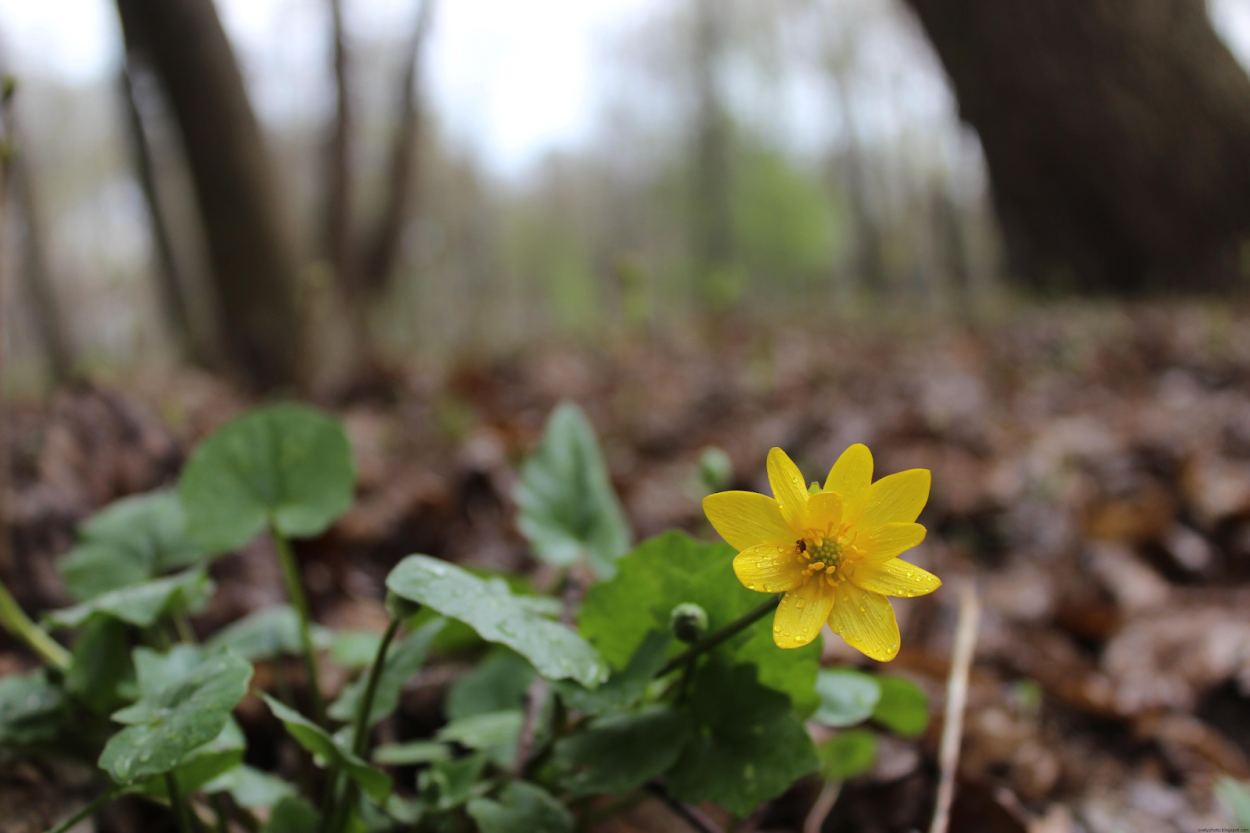 Желтые Лесные цветы