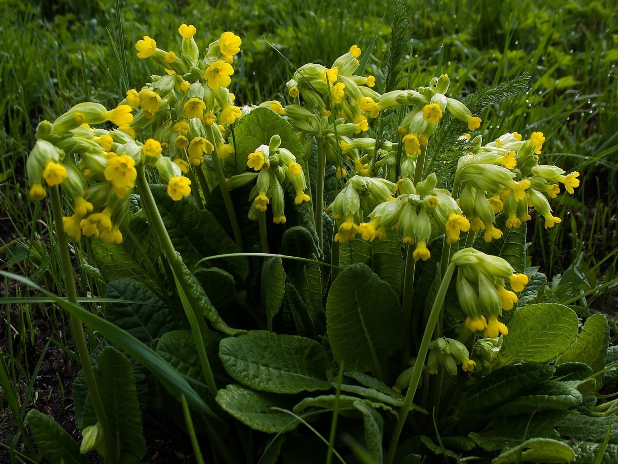Желтые весенние полевые цветы