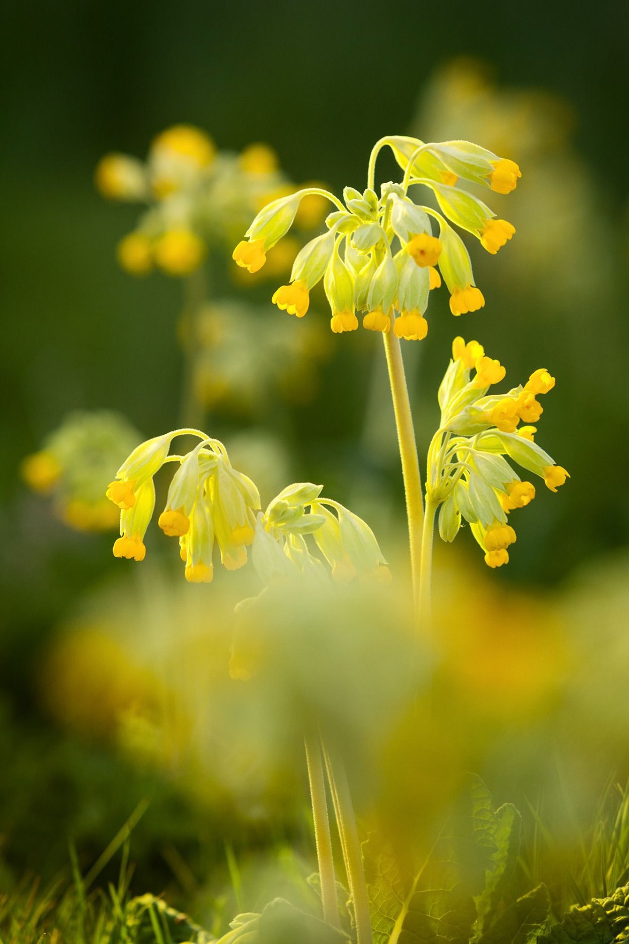 Цветы Луга желтые