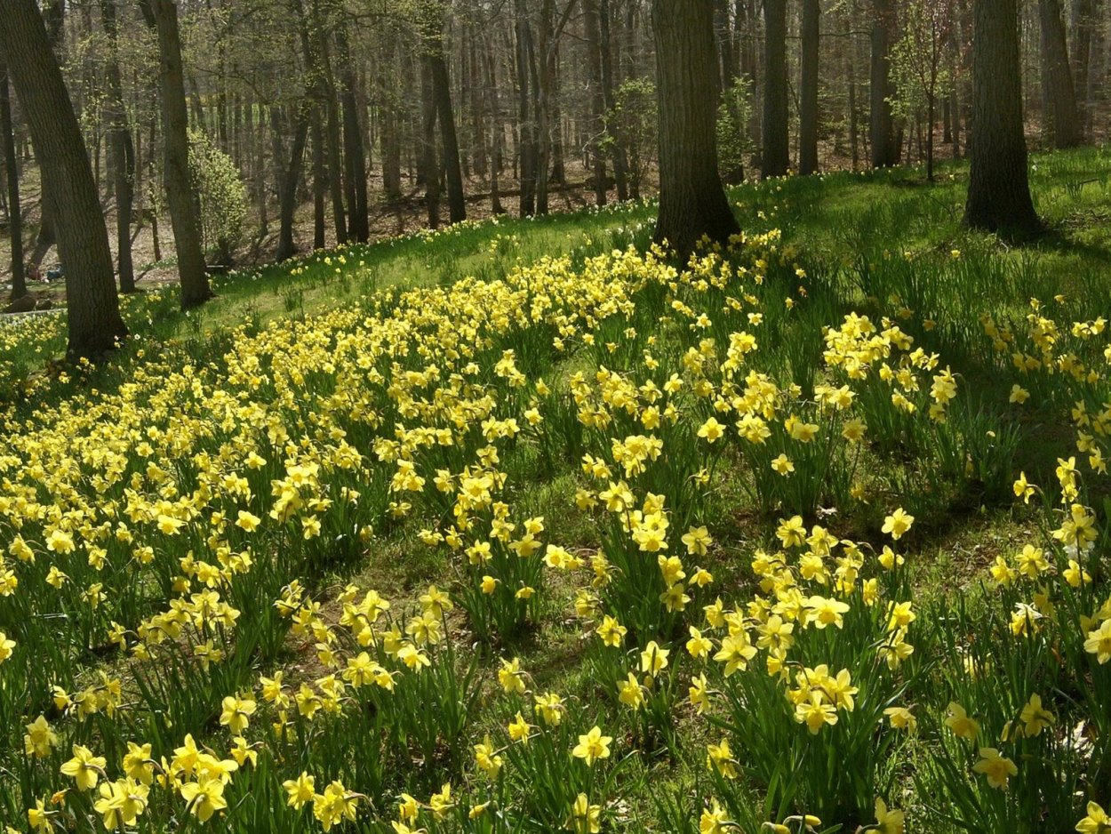 Маленькие желтые цветочки весной