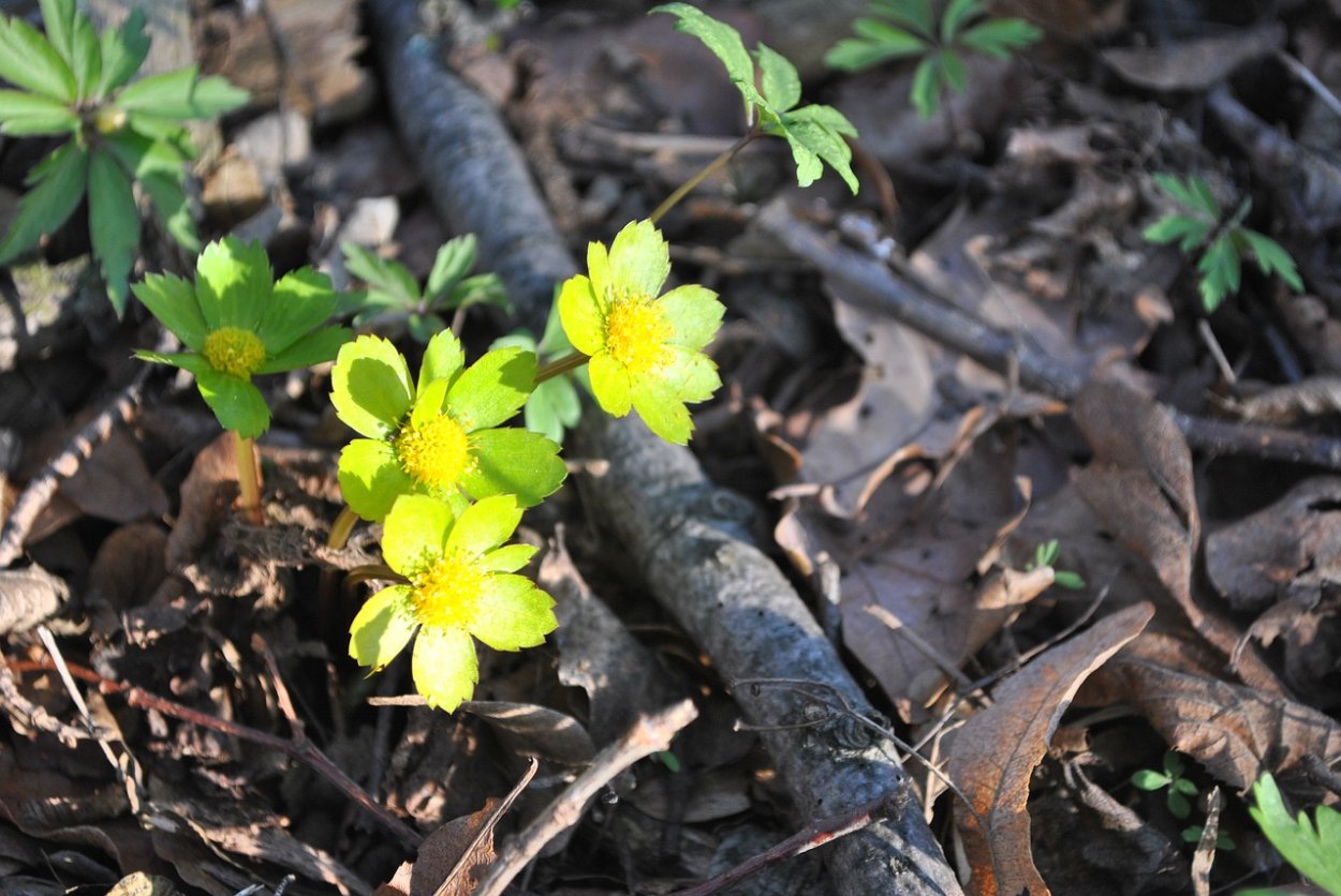 Лесные цветы первоцветы