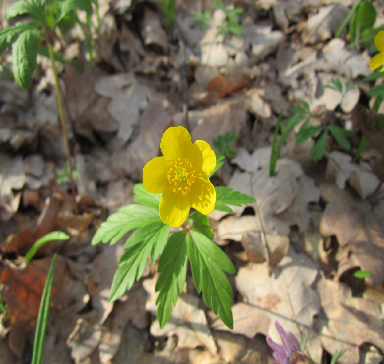 Лесная Поляна весной