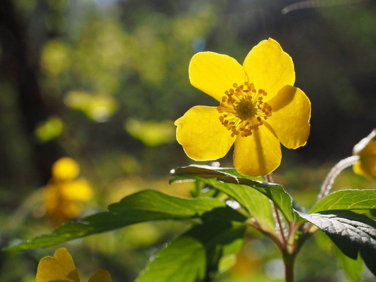 Млокосевича. Дикий, Лесной, жёлтый