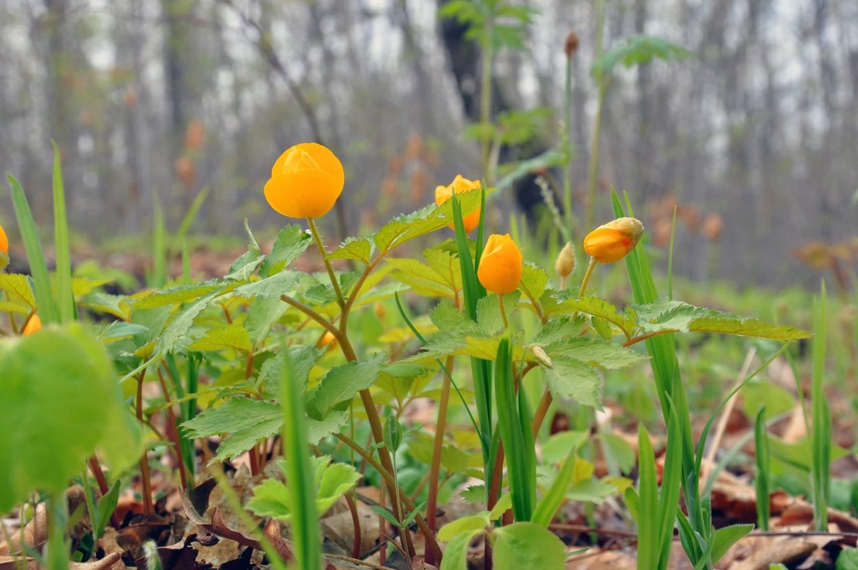 Желтые цветы в подмосковном лесу