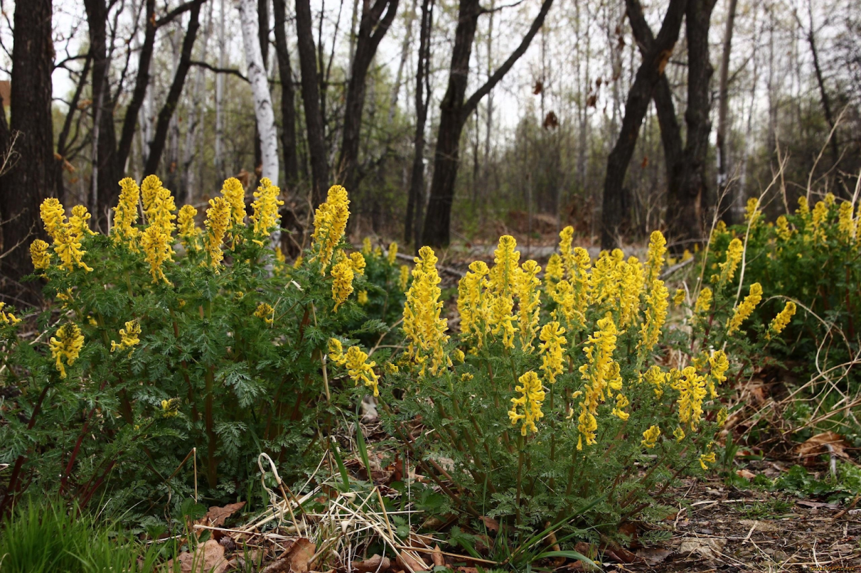Маленькие желтые цветочки весной
