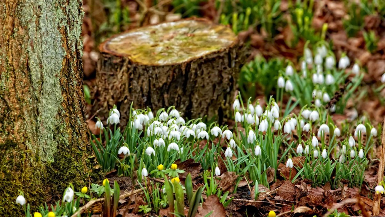 Первоцвет весенний примула баранчики