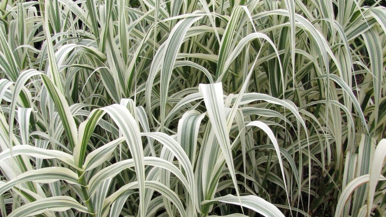 Молиния тростниковая Вариегата