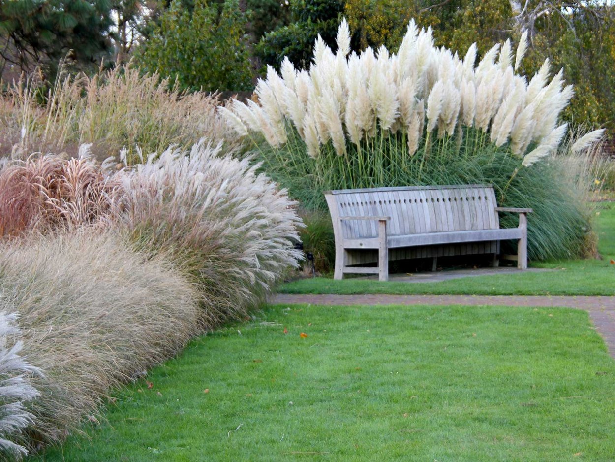 Мискантус в миксбордере