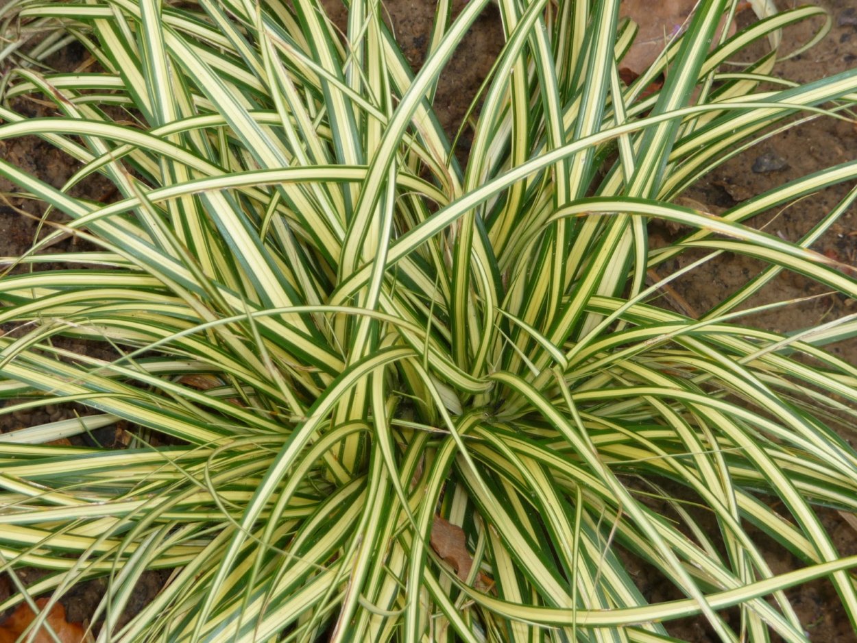 Осока Морроу (Carex morrowii &#96;variegata&#96;)