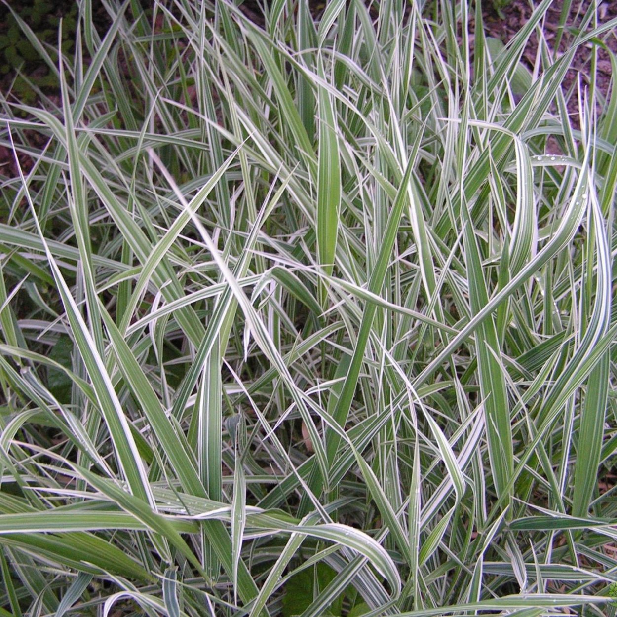 Райграс бульбоносный