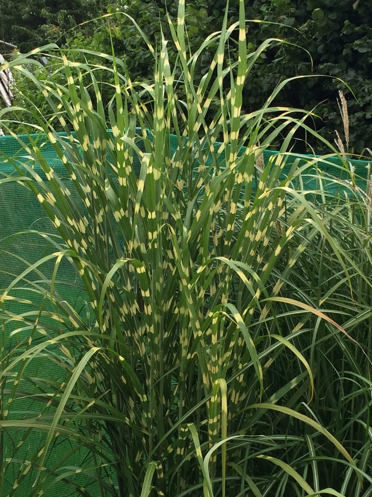 Райграс бульбоносный