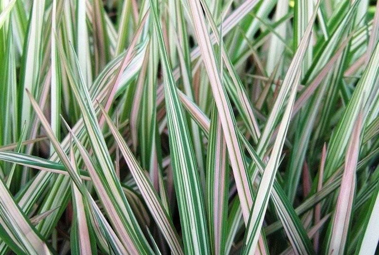 Фалярис тростниковый Фессей