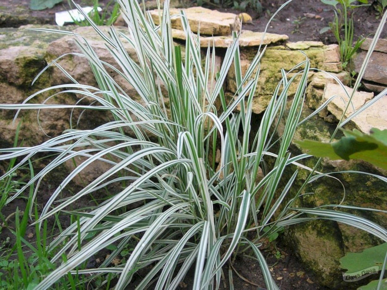 Мискантус китайский Грацилимус