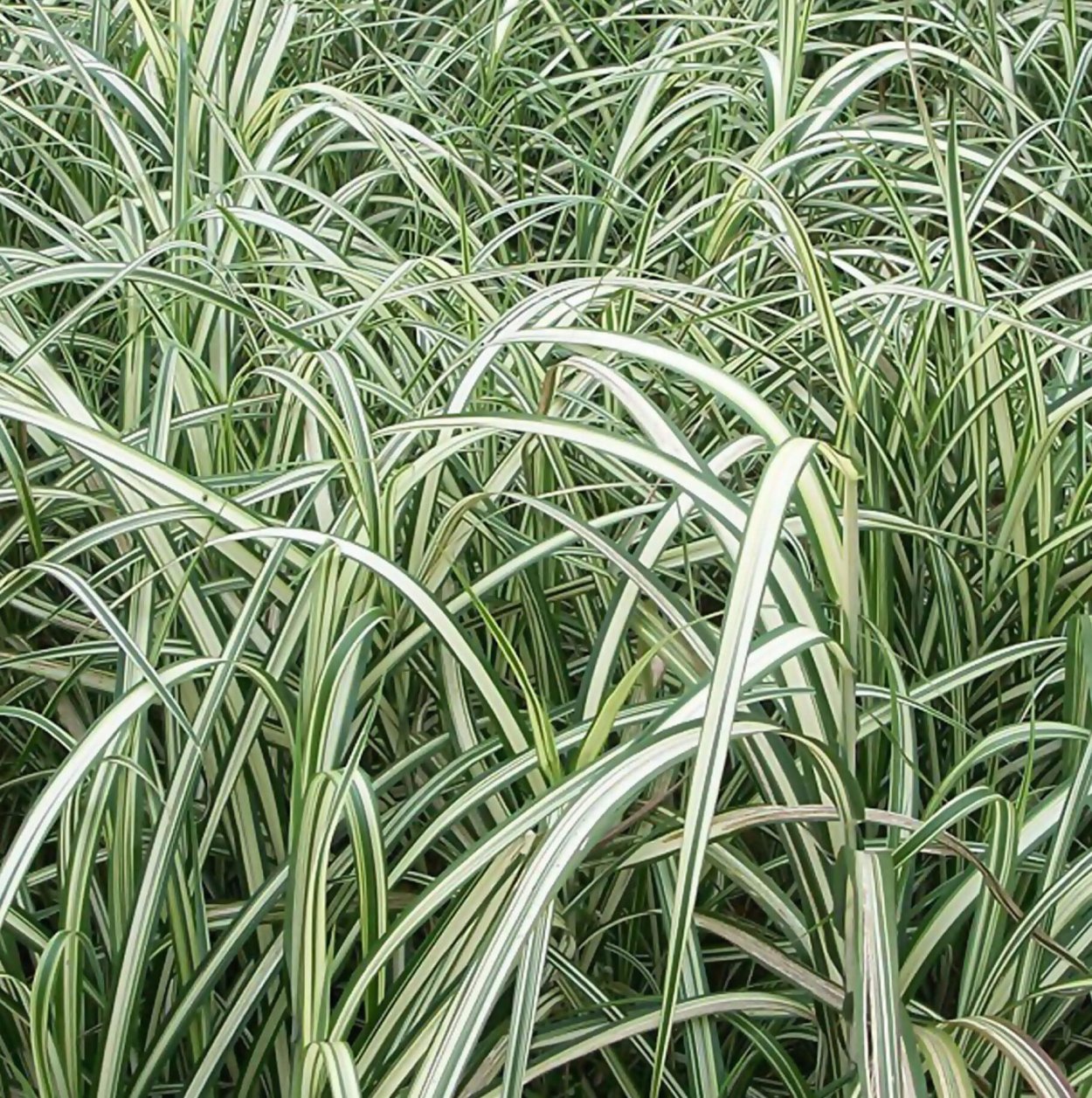 Мискантус Кабарет