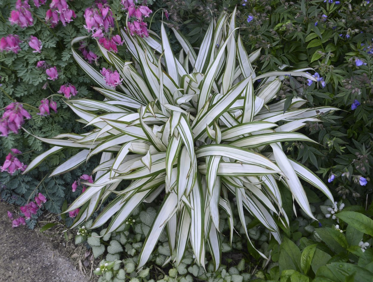 Злак арундо тростниковый