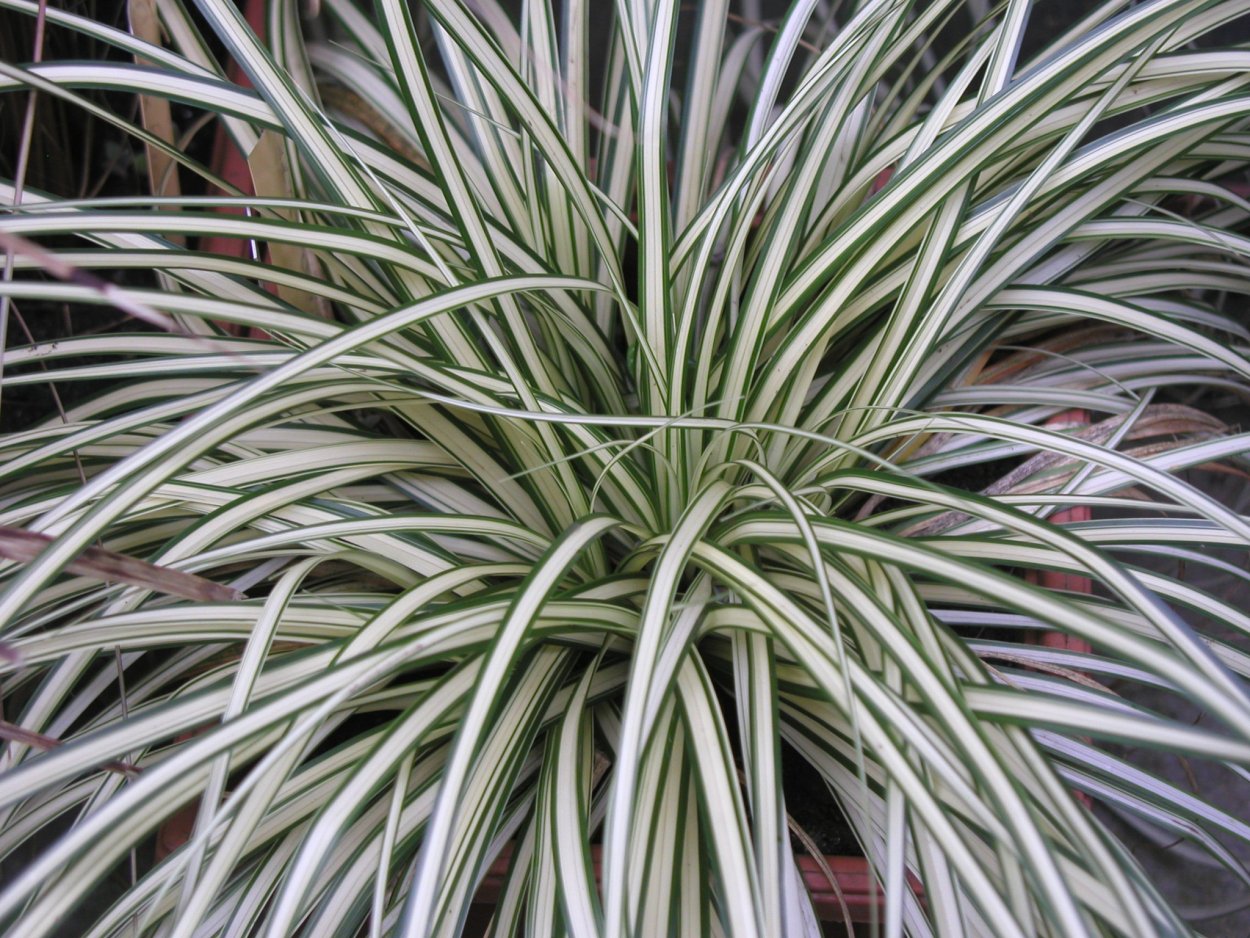 Фалярис picta