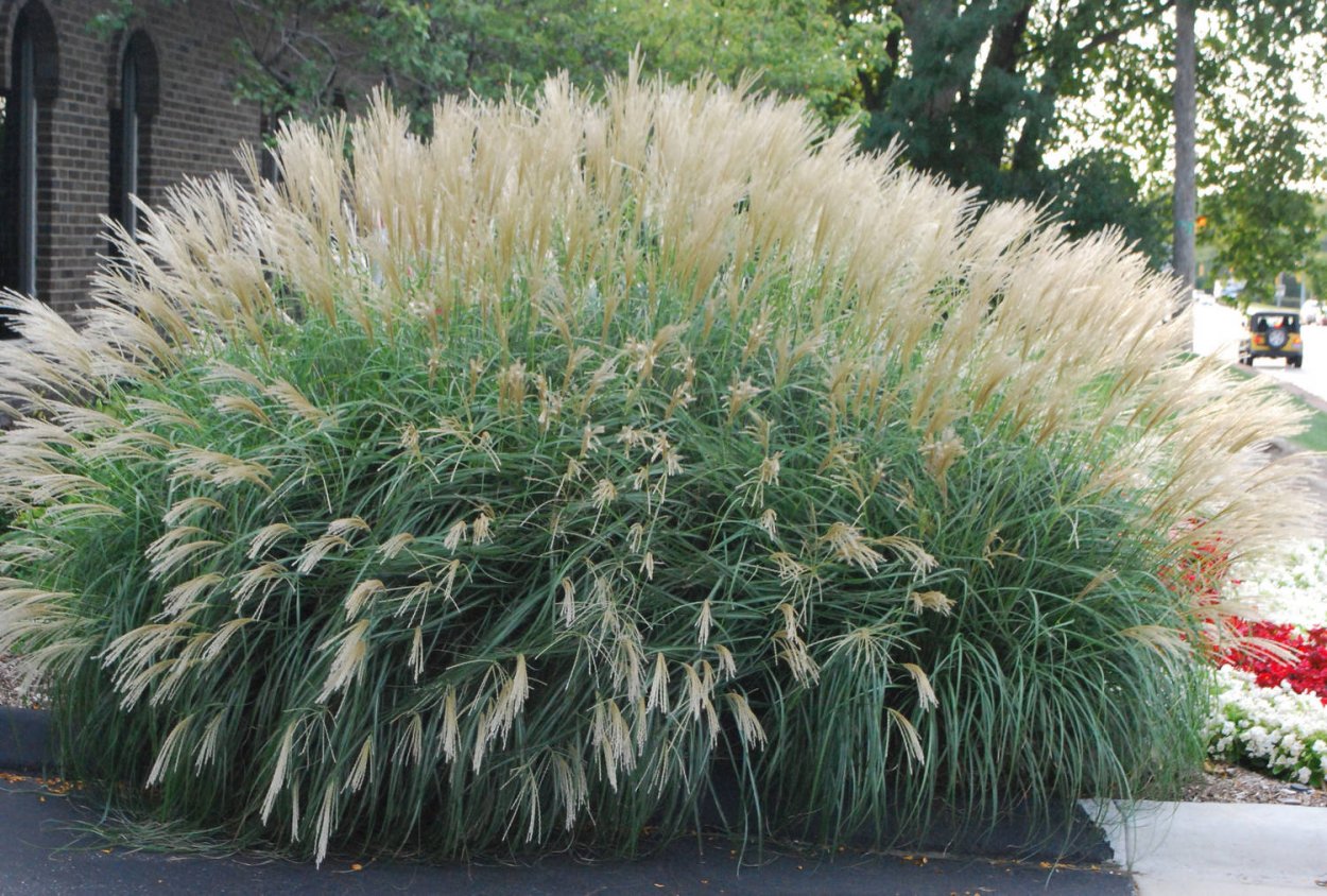 Мискантус sinensis little Zebra,