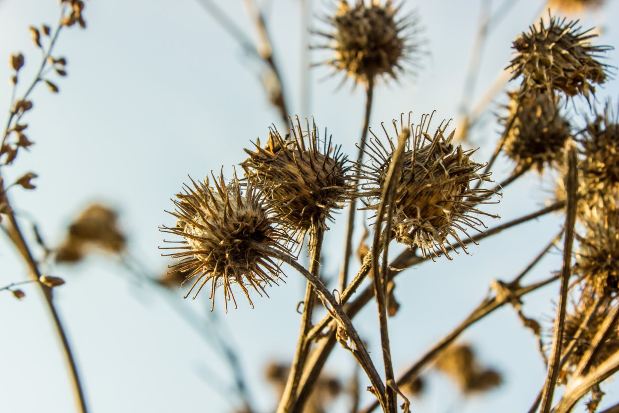 Липучка чертополох