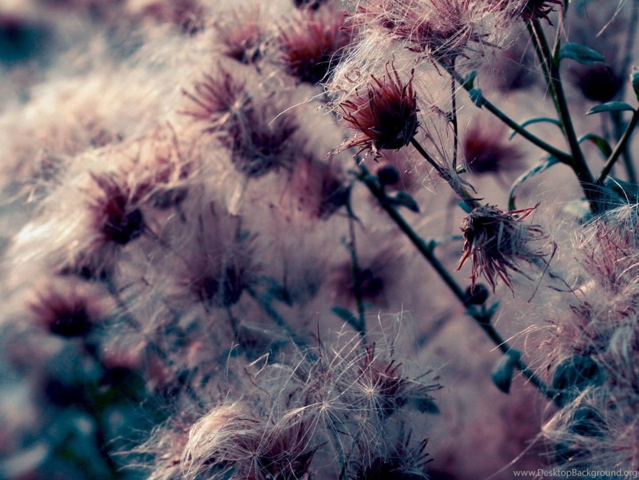 Чертополох фон